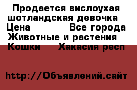 Продается вислоухая шотландская девочка › Цена ­ 8 500 - Все города Животные и растения » Кошки   . Хакасия респ.